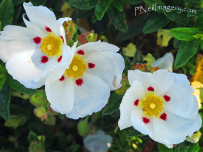 White flowers