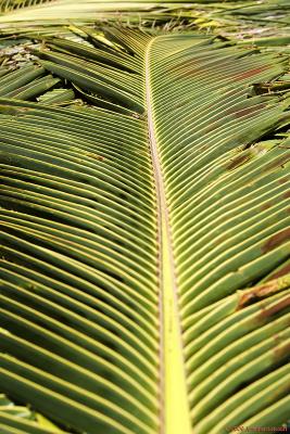 Palm Frond Thatched Roof