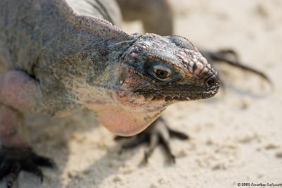 Iguana on Allan's Cay