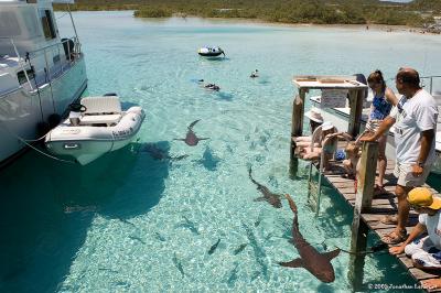 Swimming with the Sharks at Compass Cay