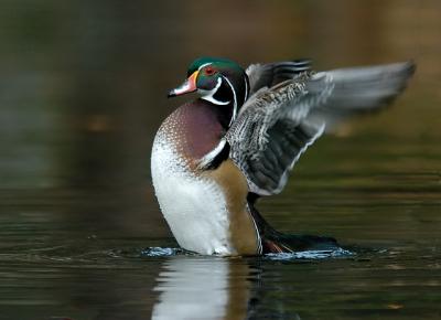 Wood Duck bathing