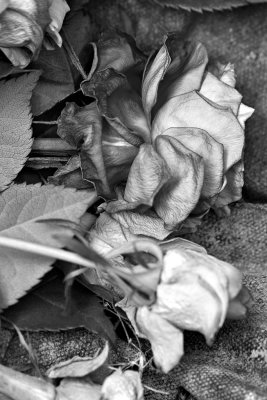 Discarded Roses 2