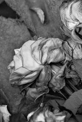 Discarded Roses 3