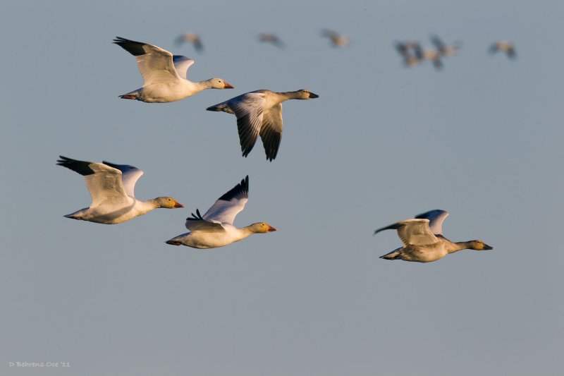 Snow Geese at Cap Tourmente, QC