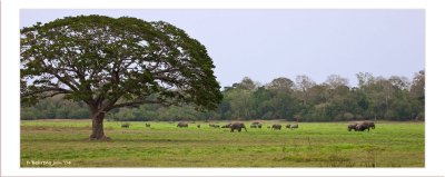 Lahugala Kitulana Elephants.jpg