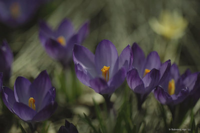 Crocus.jpg