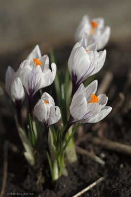 White Crocus.jpg