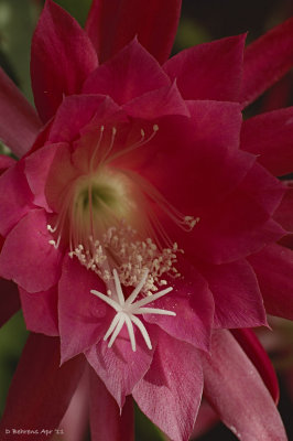 Orchid Cactus