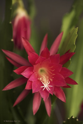 Orchid_Cactus