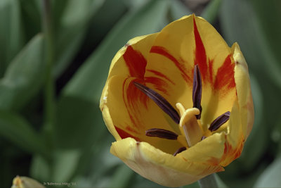 Tulip - Stopped down f/22