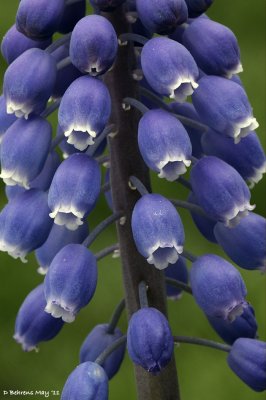 Grape Hyacinths@ f/32