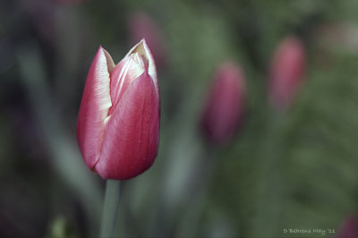 Tulip at f/4