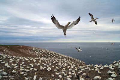 Bonaventure Island (Quebec) and Northern Gannets