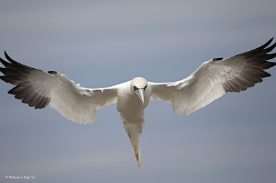 Preparing to land