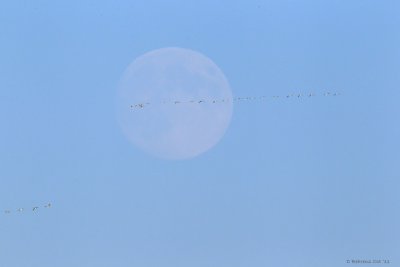 Snow Geese at Cap Tourmente, QC