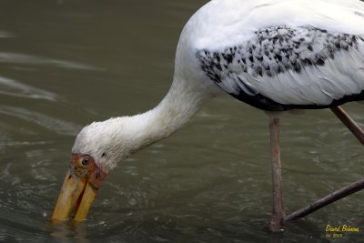 Milky Stork_.jpg