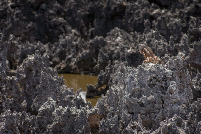 Hell's Angel-Grand Cayman.jpg