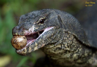 Raiding-a-Monitor-Lizzards nest