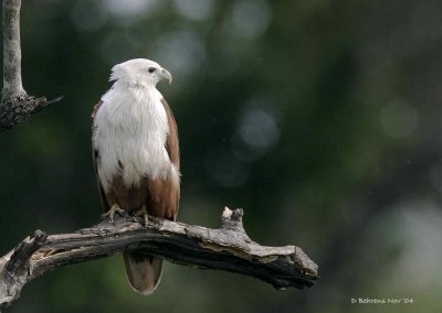 Birds of Prey