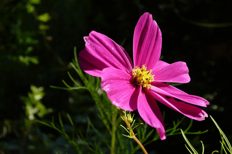 Taken with a Sub $100 camera