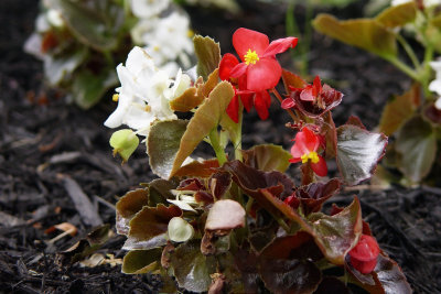 Red & White Flower