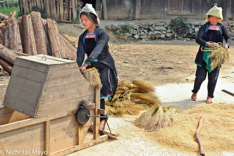 China (Guizhou) - Threshing In The School Yard
