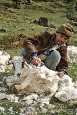 India (Uttarakhand) - Shearing