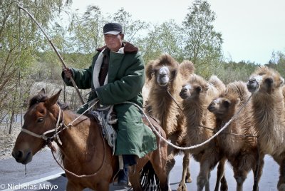 China (Xinjiang) - Four Camels One Horse One Rider