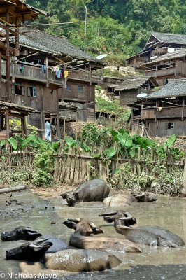 China (Guizhou) - Buffalo In The Village Wallow