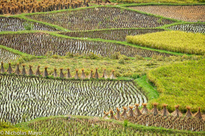 China (Guizhou) - Freshly Cut Paddy Fields