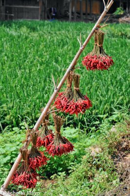China (Guizhou) - Chillies Hung To Dry