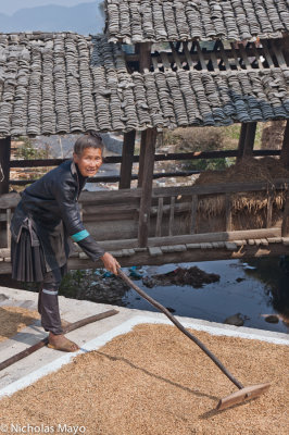 China (Guizhou) - Raking Rice Before The Bridge 