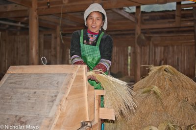 China (Guizhou) - Feeding the Thresher