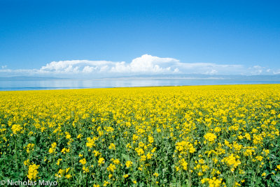 China (Qinghai) - Yellow Flowers Blue Lake
