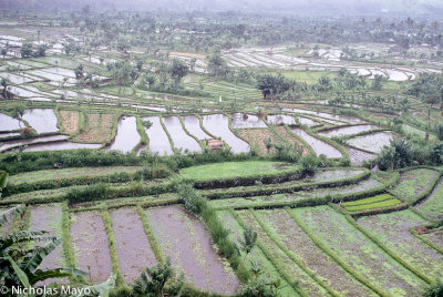 Indonesia (Bali) - Paddy Fields