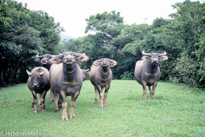 Taiwan (North) - Buffalo