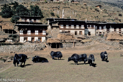 Bhutan (West) - Laya Houses With Yaks