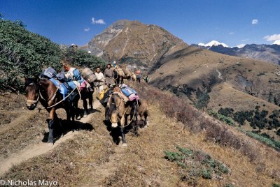 Bhutan (West) - Pack Ponies Returning Home 