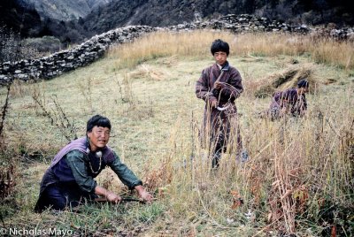 Bhutan (West) - The Grass Cutters