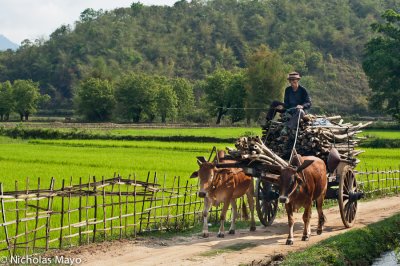 Burma (Shan State) - Loaded Bullock Cart
