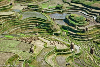 China (Guizhou) - Stooks In Recently Harvested Fields