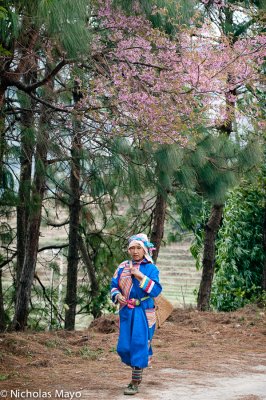 China (Yunnan) - Flowering Cherry Tree