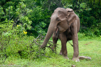 Sri Lanka (Southern Province) - Single Elephant Feeding