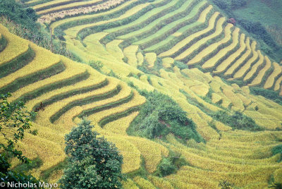 China (Yunnan) - Yellow Terraces