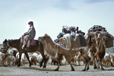 China (Xinjiang) - A Short Camel Train