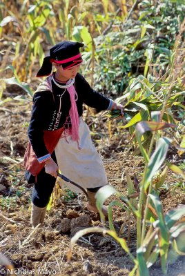 China (Yunnan) - Landien Yao Cutting Maize