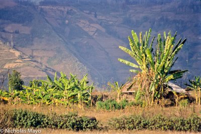 China (Yunnan) - Banana Trees