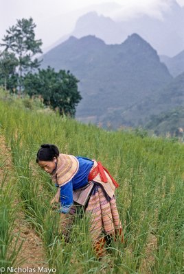 Vietnam (Lao Cai) - Weeding On A Cloudy Day