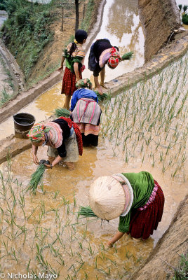 Vietnam (Lao Cai) - Planting The Rice Shoots