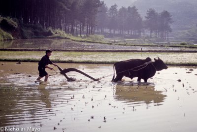 China (Guizhou) - Ploughing